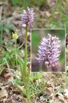 Orchis simia