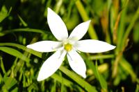 Ornithogalum divergens