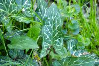 Arum italicum