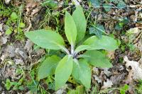Digitalis purpurea