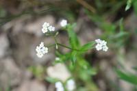 Myosotis sylvatica