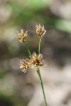 Luzula multiflora