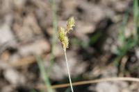 Carex leporina