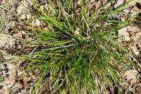Carex pilulifera