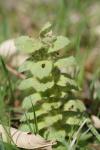 Ajuga pyramidalis