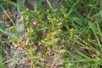 Montia fontana subsp. minor