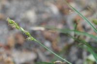 Carex divulsa