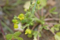 Ranunculus sceleratus