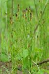 Equisetum palustre