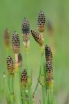 Equisetum palustre