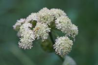 Heracleum sphondylium