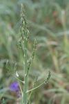 Asparagus officinalis