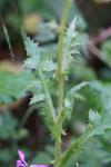 Sonchus arvensis