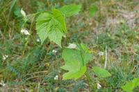 Vitis riparia