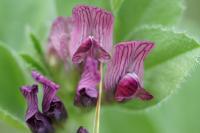 Vicia serratifolia