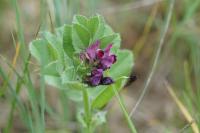 Vicia serratifolia
