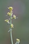 Sisymbrium officinale