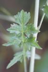 Sisymbrium officinale