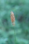 Alopecurus pratensis