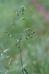 Dactylis glomerata