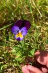 Viola x wittrockiana