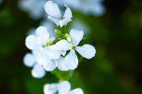 Lunaria annua