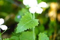 Lunaria annua