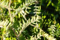 Vicia villosa