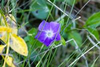 Vinca major