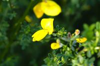 Cytisus scoparius