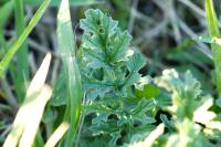 Jacobaea vulgaris