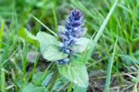 Ajuga reptans