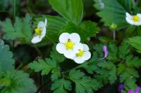 Fragaria vesca