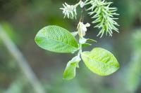 Salix caprea