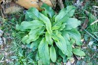 Digitalis purpurea