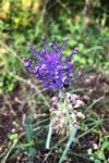 Muscari comosum
