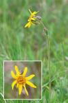 Arnica montana
