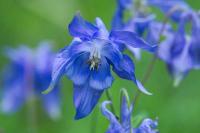 Aquilegia vulgaris