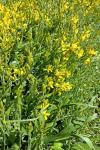 Genista sagittalis