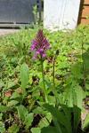 Anacamptis pyramidalis