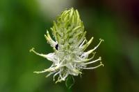 Phyteuma spicatum