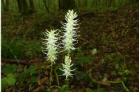 Phyteuma spicatum