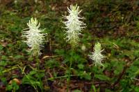 Phyteuma spicatum