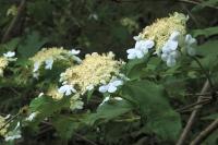 Viburnum opulus