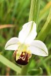 Ophrys apifera