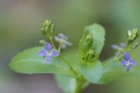 Veronica beccabunga