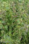 Lamium purpureum
