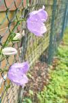 Campanula persicifolia