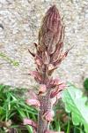 Orobanche hederae