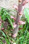 Orobanche hederae